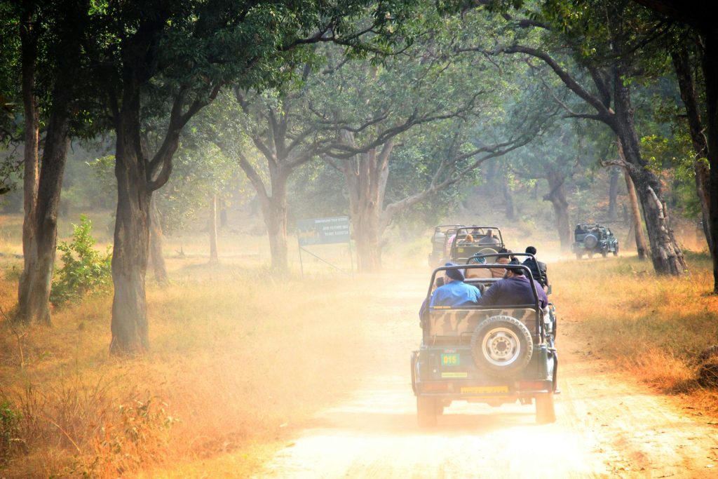 A Thrilling Safari Experience at Jim Corbett National Park.