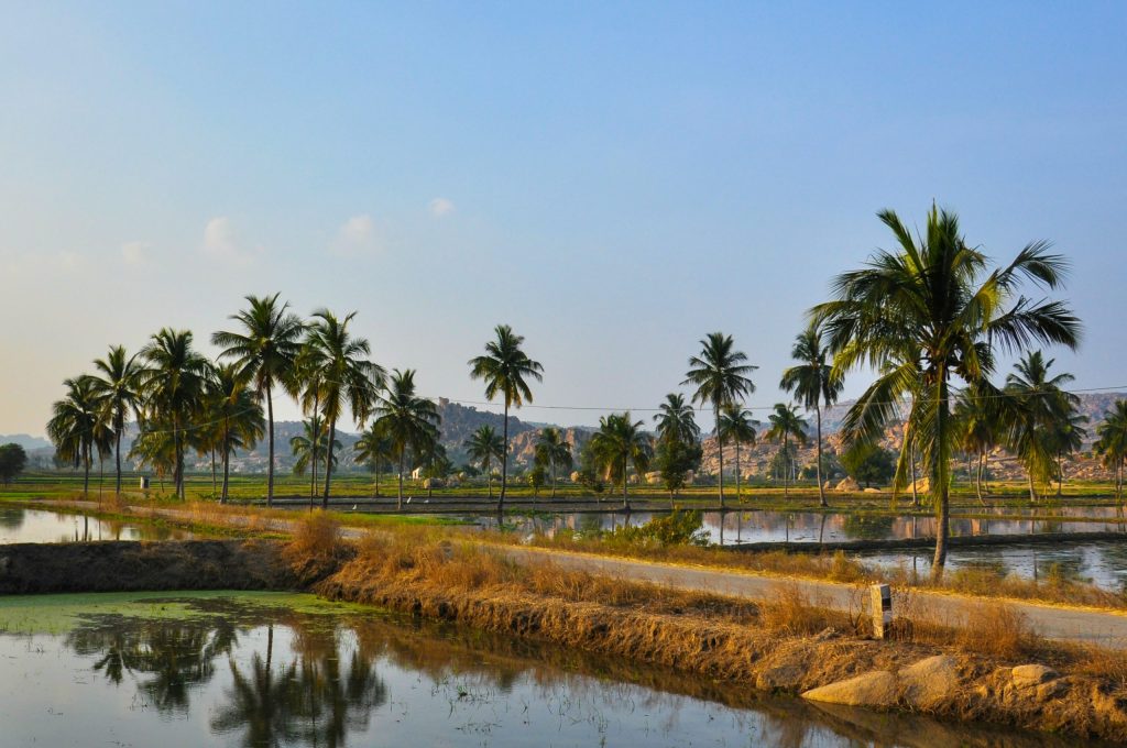 Field and salt pan view from Pilerne, North Goa