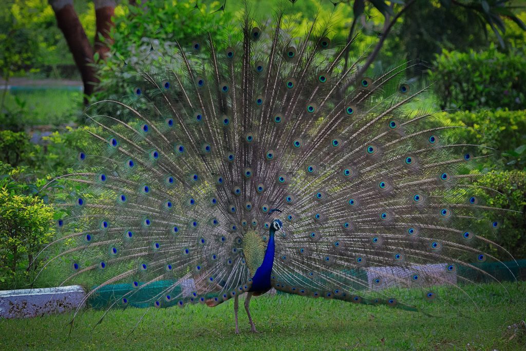 Peacock performing a rain dance in Goa. Source: Unsplash