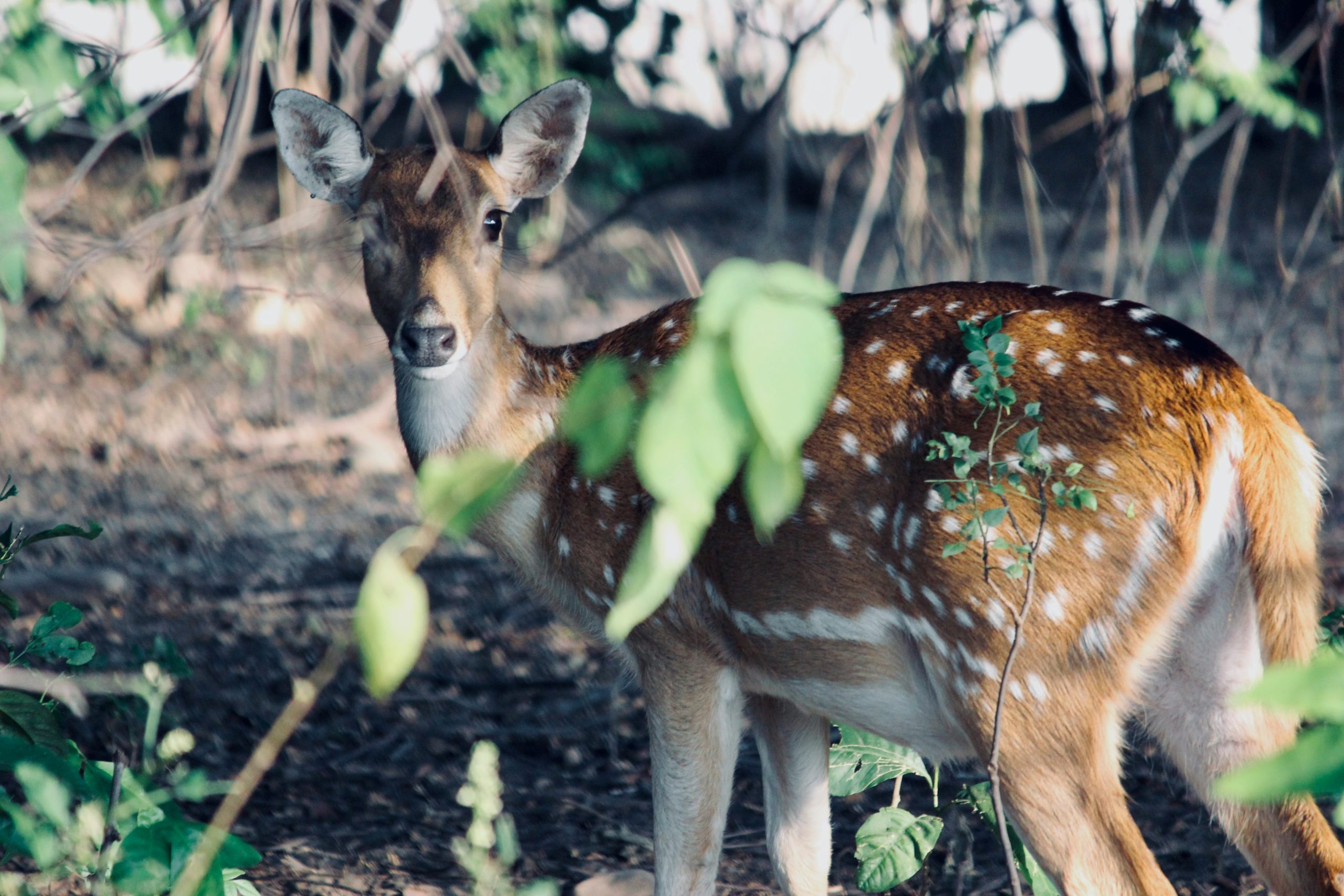 A Private Gateway to Jim Corbett National Park